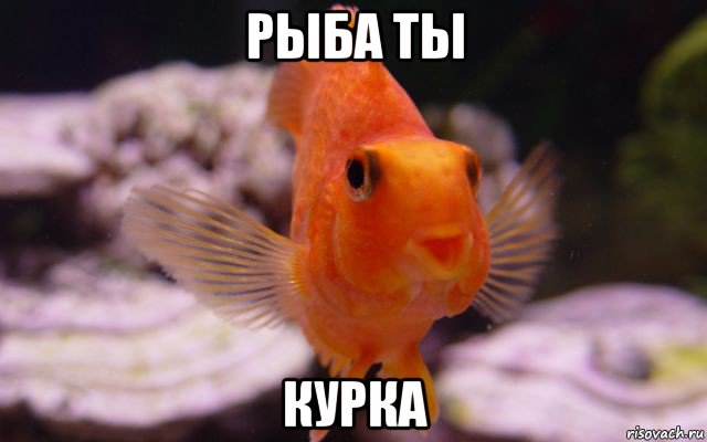 рыба ты курка