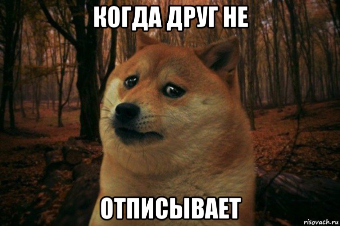 когда друг не отписывает, Мем SAD DOGE