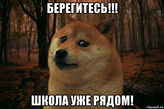 берегитесь!!! школа уже рядом!, Мем SAD DOGE