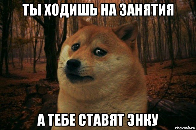 ты ходишь на занятия а тебе ставят энку, Мем SAD DOGE