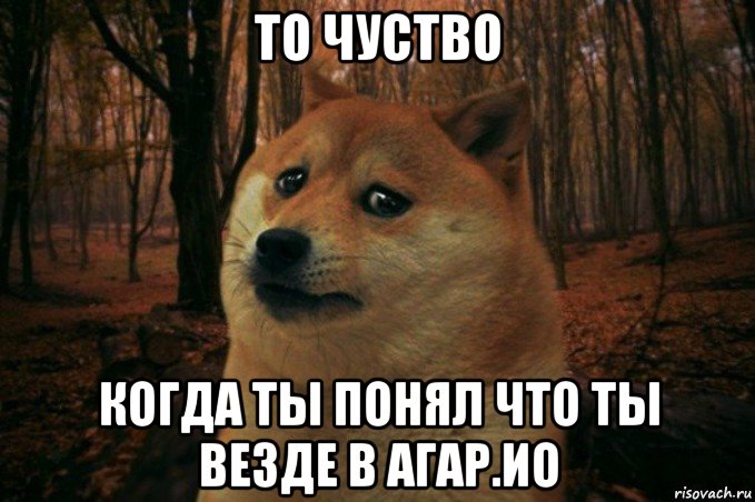 то чуство когда ты понял что ты везде в агар.ио, Мем SAD DOGE