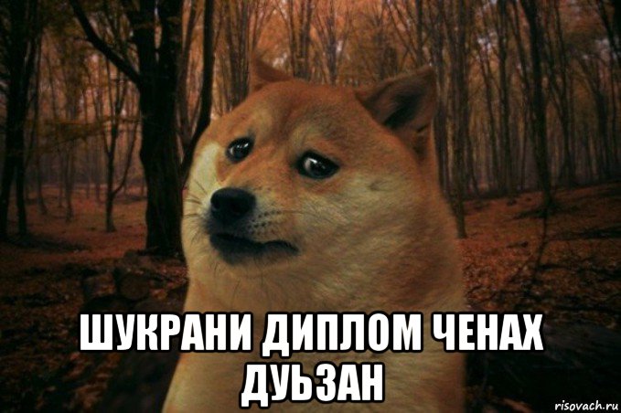  шукрани диплом ченах дуьзан, Мем SAD DOGE