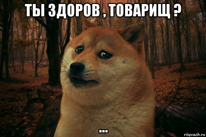 ты здоров , товарищ ? ..., Мем SAD DOGE