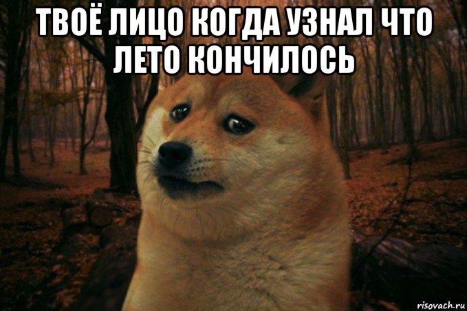 твоё лицо когда узнал что лето кончилось , Мем SAD DOGE