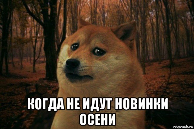  когда не идут новинки осени, Мем SAD DOGE