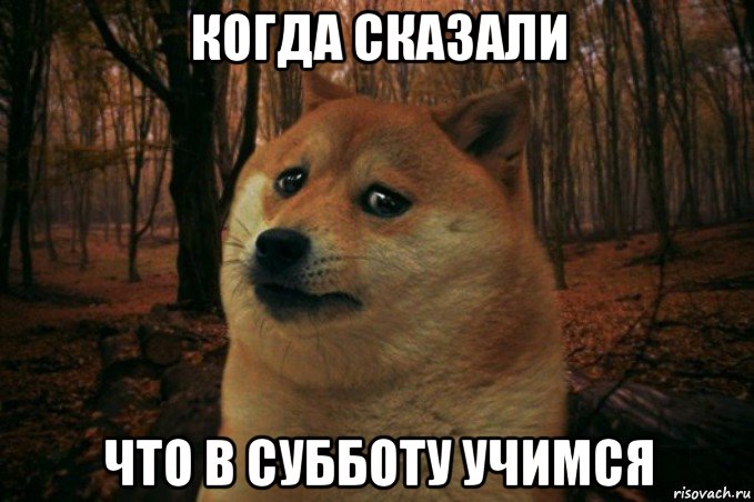 когда сказали что в субботу учимся, Мем SAD DOGE