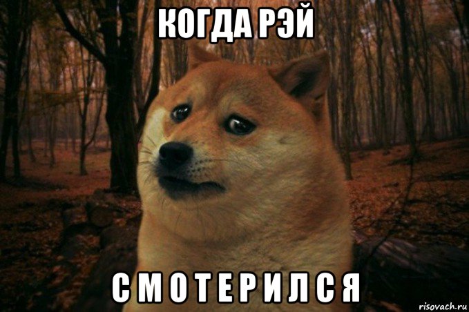 когда рэй с м о т е р и л с я, Мем SAD DOGE