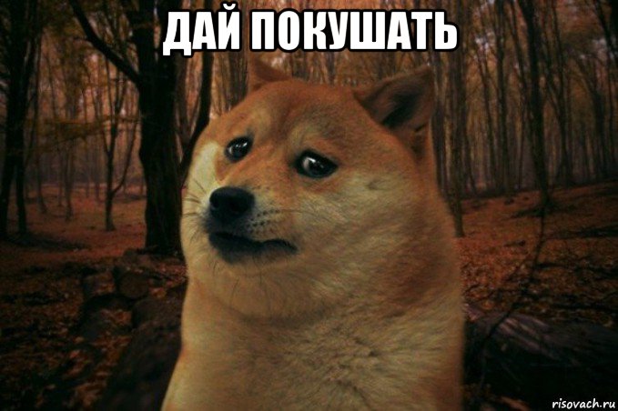 дай покушать , Мем SAD DOGE