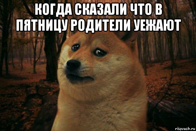 когда сказали что в пятницу родители уежают , Мем SAD DOGE