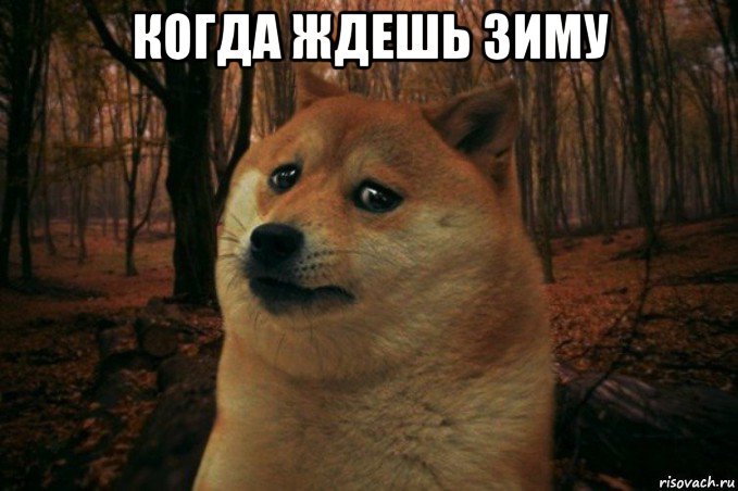 когда ждешь зиму , Мем SAD DOGE