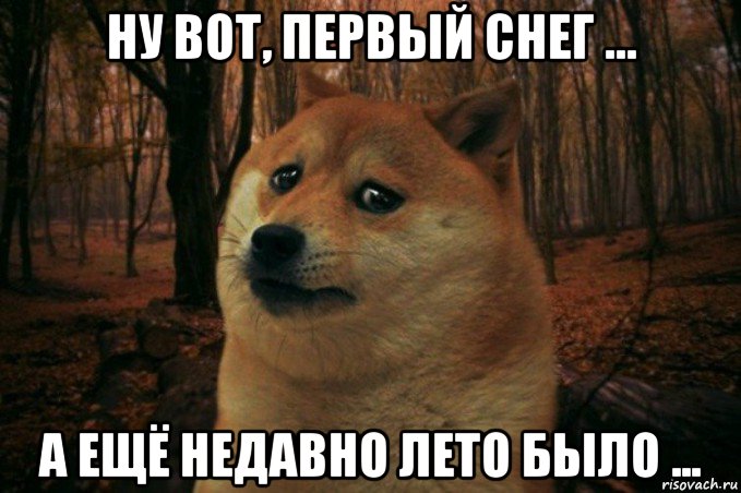 ну вот, первый снег ... а ещё недавно лето было ..., Мем SAD DOGE