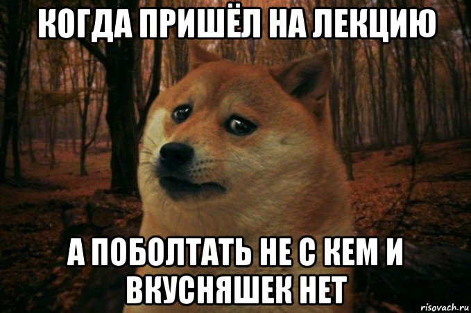 когда пришёл на лекцию а поболтать не с кем и вкусняшек нет, Мем SAD DOGE