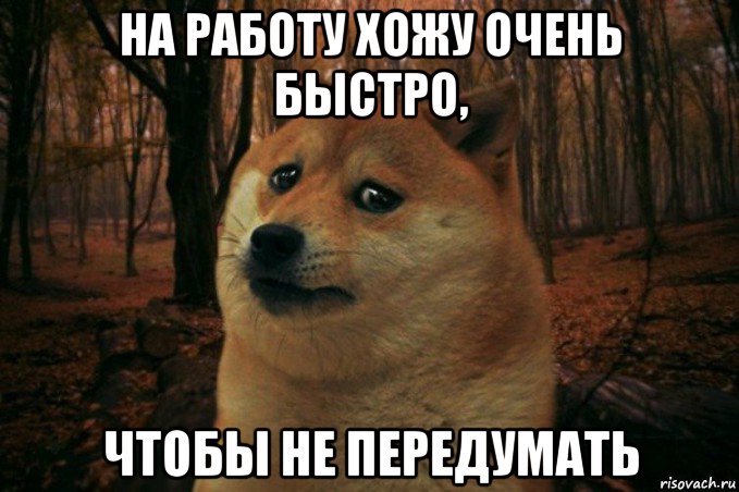 на работу хожу очень быстро, чтобы не передумать, Мем SAD DOGE