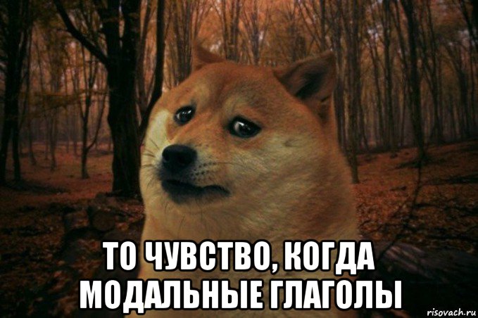  то чувство, когда модальные глаголы, Мем SAD DOGE