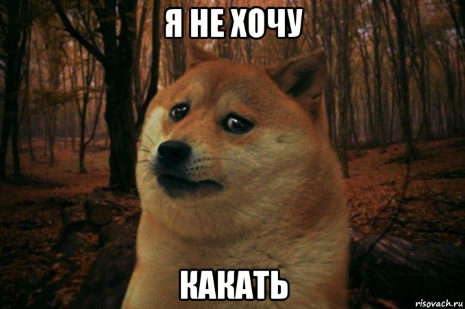 я не хочу какать, Мем SAD DOGE