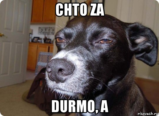 chto za durmo, a