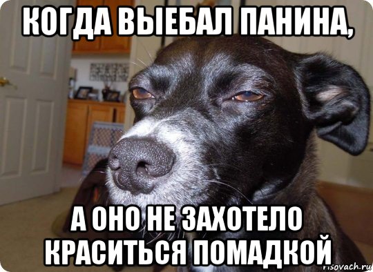 когда выебал панина, а оно не захотело краситься помадкой, Мем  Собака подозревака