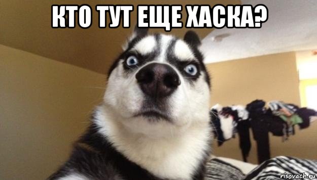 кто тут еще хаска? 