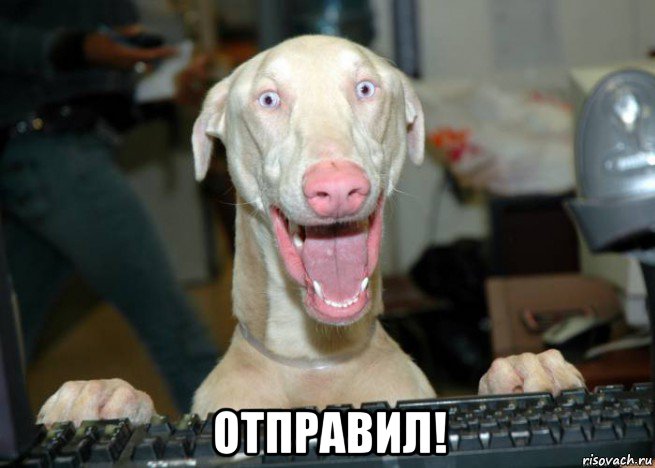  отправил!, Мем Собака