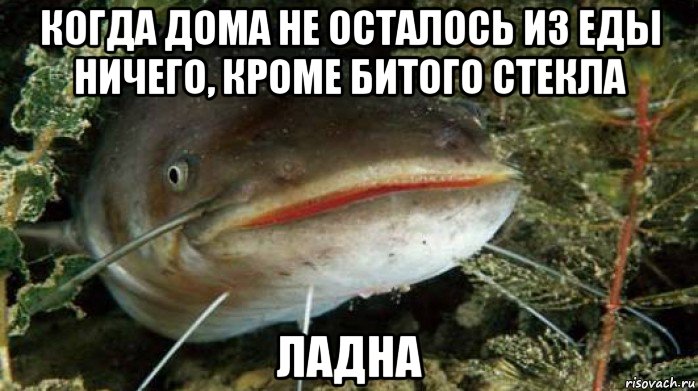 когда дома не осталось из еды ничего, кроме битого стекла ладна