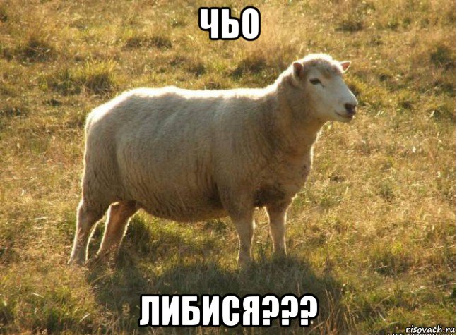 чьо либися???, Мем Типичная овца