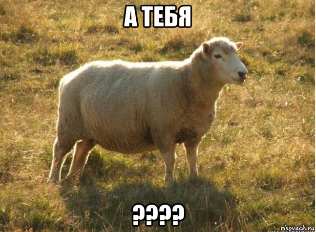 а тебя ????, Мем Типичная овца
