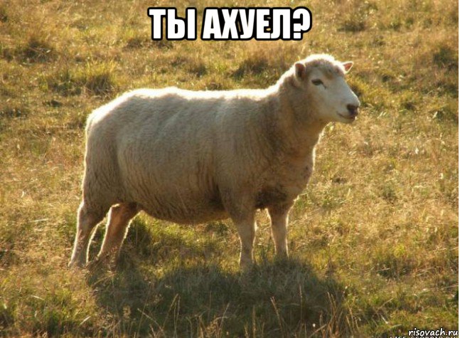 ты ахуел? , Мем Типичная овца