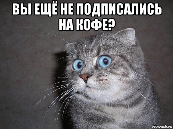 вы ещё не подписались на кофе? , Мем  удивлённый кот