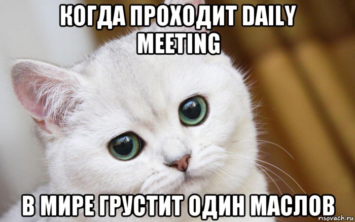 когда проходит daily meeting в мире грустит один маслов, Мем  В мире грустит один котик