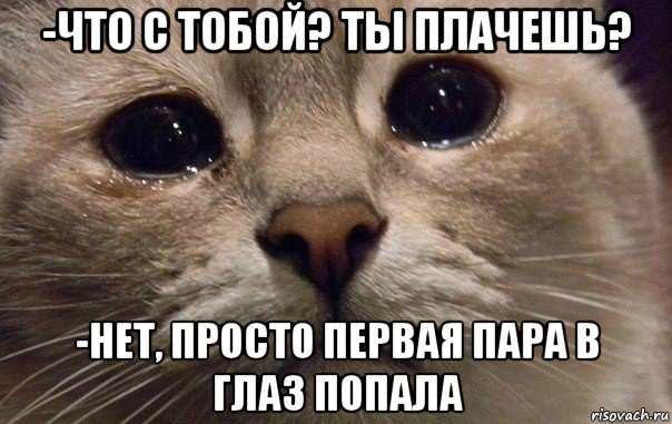 -что с тобой? ты плачешь? -нет, просто первая пара в глаз попала, Мем   В мире грустит один котик