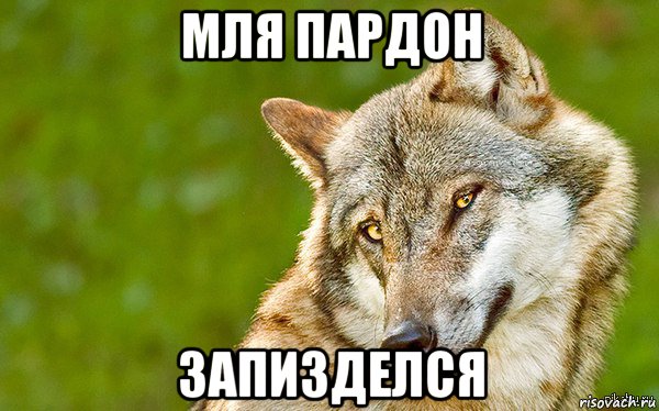 мля пардон запизделся, Мем   Volf