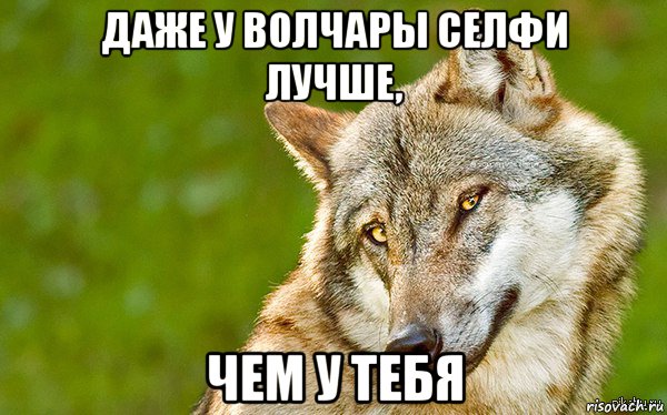 даже у волчары селфи лучше, чем у тебя, Мем   Volf