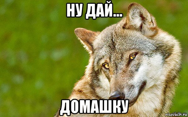 ну дай... домашку, Мем   Volf