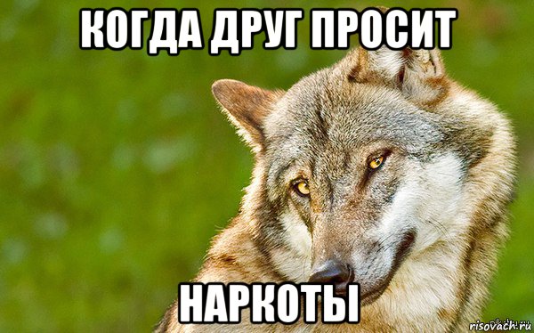 когда друг просит наркоты, Мем   Volf