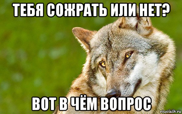 тебя сожрать или нет? вот в чём вопрос, Мем   Volf