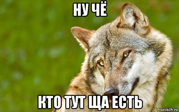 ну чё кто тут ща есть, Мем   Volf