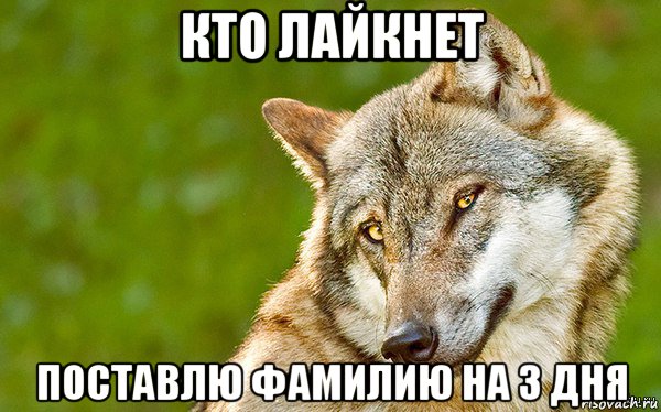 кто лайкнет поставлю фамилию на 3 дня, Мем   Volf