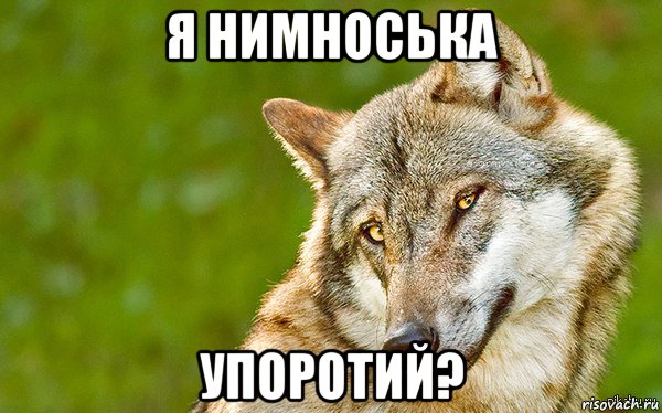 я нимноська упоротий?, Мем   Volf