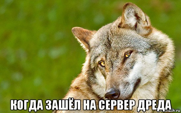  когда зашёл на сервер дреда, Мем   Volf