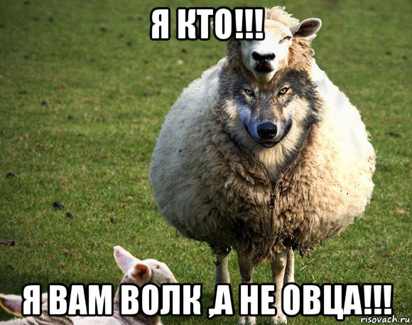 я кто!!! я вам волк ,а не овца!!!, Мем Злая Овца