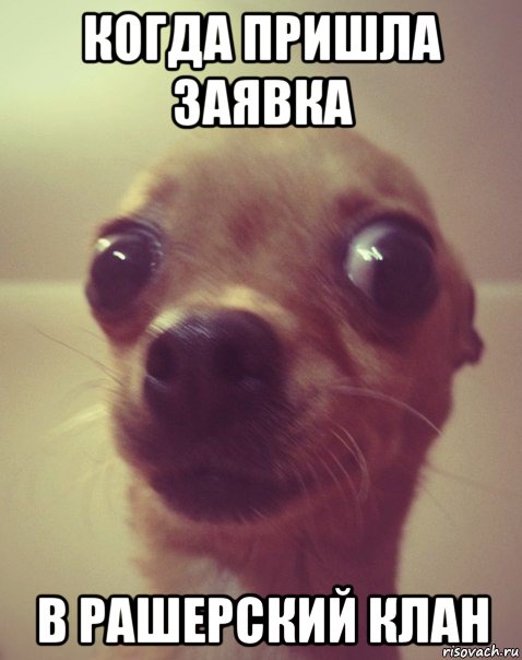когда пришла заявка в рашерский клан, Мем  Аргументный аргумент