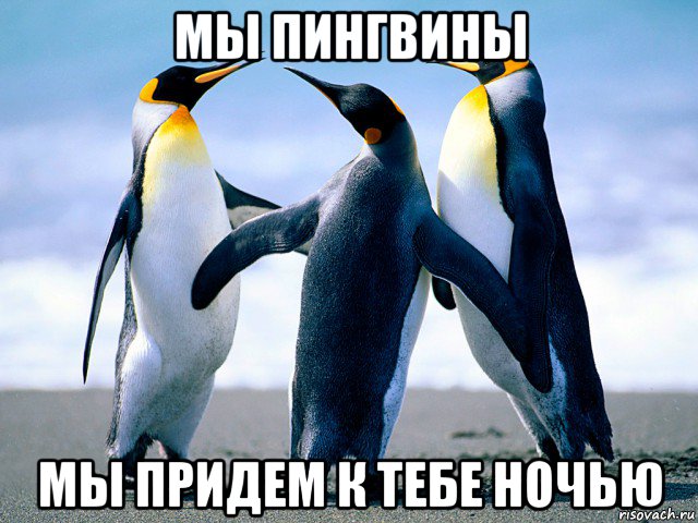 мы пингвины мы придем к тебе ночью