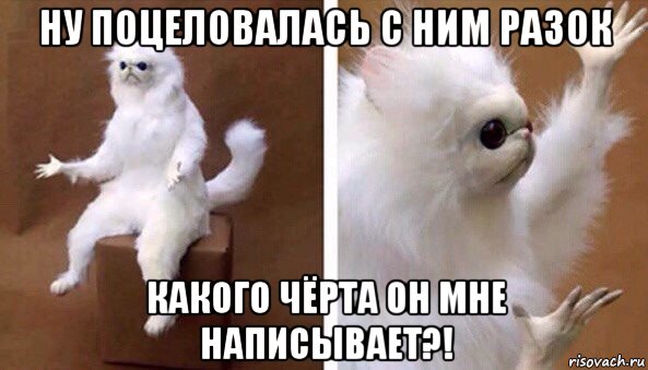 ну поцеловалась с ним разок какого чёрта он мне написывает?!, Мем Чучело кота