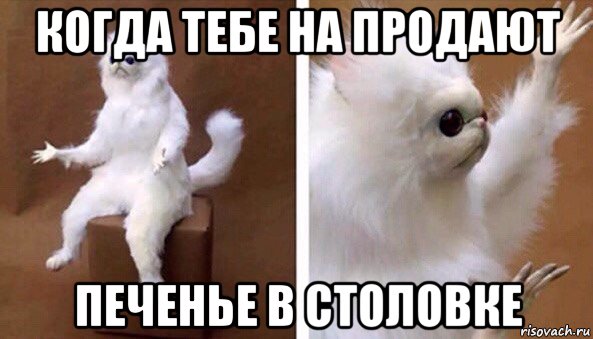 когда тебе на продают печенье в столовке, Мем Чучело кота