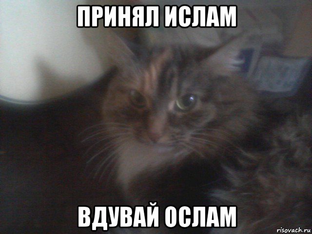 принял ислам вдувай ослам