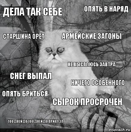 дела так себе ничего особенного армейские загоны 100 дней до 100 дней до приказа снег выпал опять в наряд сырок просрочен старшина орёт опять бриться не высплюсь завтра, Комикс  кот безысходность