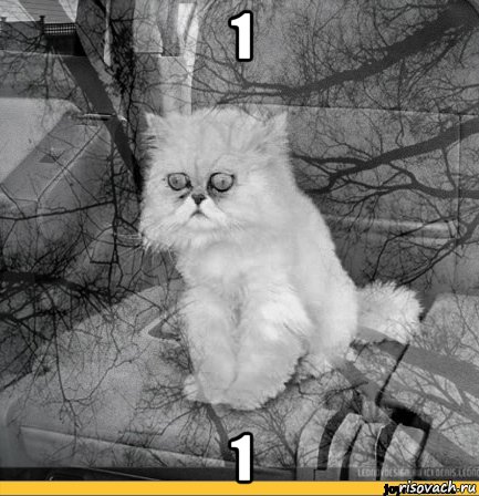 1 1, Мем Кот депрессия