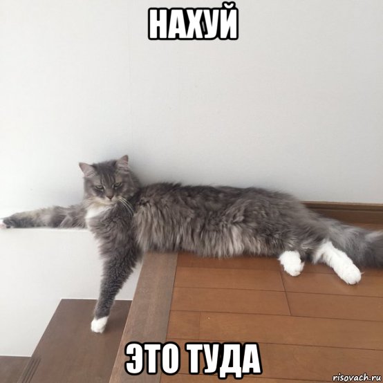 нахуй это туда, Мем Кот-указатель