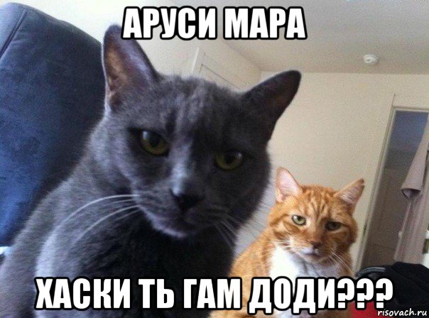 аруси мара хаски ть гам доди???, Мем  Два котэ