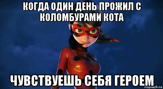 когда один день прожил с коломбурами кота чувствуешь себя героем